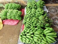 Sỉ chuối laba đà lạt