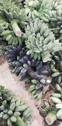 Sỉ chuối sáp đen 9k