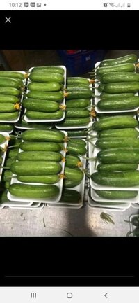 Sỉ dưa leo đà lạt