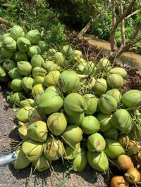 Sỉ dừa xiêm 6k/trái, ổi lê 4.5k, ổi nữ hoàng 7.5k, chuối sứ 8k, chuối sáp 11k