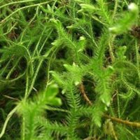 sỉ giá gốc cây thông đất 1kg