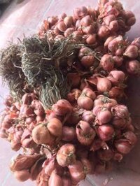 Sỉ hành bắc 30k, tỏi tím 40k, tỏi cô đơn 70k