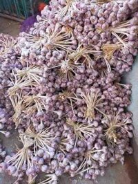 Sỉ hành tím, tỏi tía, tỏi cô đơn