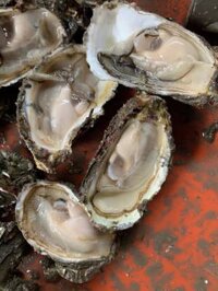 Sỉ hàu sữa cẩm phả từ 10k/kg