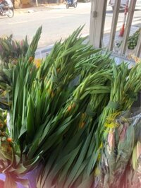 Sỉ hoa lay ơn đà lạt