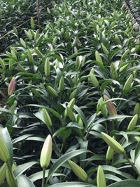 Sỉ hoa ly ù cử cuối tháng 25k/bó