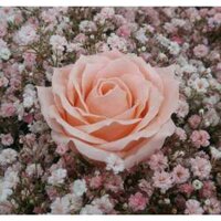 Sỉ Hoa Sáp 6 Lớp (Hỏa Tốc HCM) giá rẻ