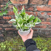 (Sỉ ib) Cây Trầu Bà Cẩm Thạch Mini kèm chậu sứ Để Bàn,Trang Trí Phòng,Bàn Làm Việc (Chậu Nhiều Ngọn Xum)