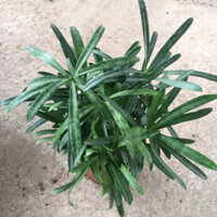 (Sỉ ib) Cây Tùng La Hán Mini Kèm Chậu Sứ Để Bàn,Trang Trí Phòng,Bụi Nhiều Cây Xum Xuê