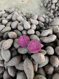 Sỉ khoai lang tím vĩnh long từ 500kg giá 3k