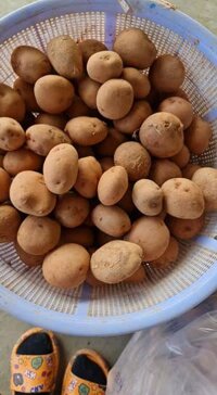 sỉ khoai tây đà lạt