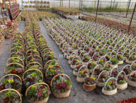 Sỉ, lẻ giỏ mây đựng sen đá giá tại xưởng sản xuất - S000998