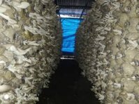 Sỉ nấm bào ngư xám 30k tại đồng nai