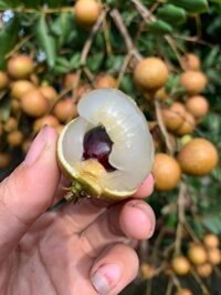 Sỉ nhãn xuồng cơm vàng sóc trăng