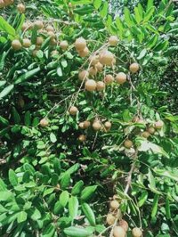 Sỉ nhãn xuồng cơm vàng tại Bình Dương