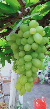 Sỉ nho xanh, nho đỏ, măng tây, táo, dưa lưới, thanh long, nước mắm ninh thuận từ 11k