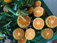 Sỉ quýt 12k, bưởi long hồng 10k, bưởi da xanh cành lá 22k bao cước