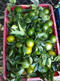 Sỉ quýt đường lai vung đồng tháp 10k