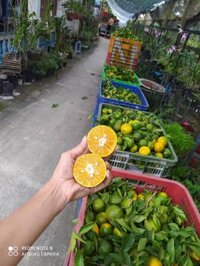 Sỉ quýt đường lai vung