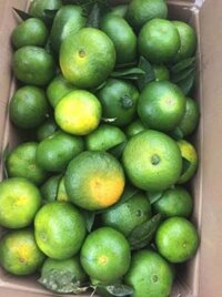 Sỉ quýt mường khương to 16k nhỡ 14k nhỏ 12k