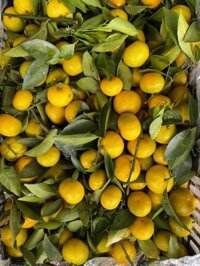 Sỉ quýt thái bao ngọt tại lào cai 160k/rành 17kg