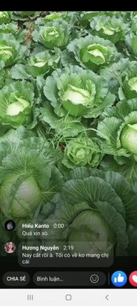 sỉ rau củ đăk nông từ 3k (su su, cà tím, bắp cải, cà chua, đậu que..)