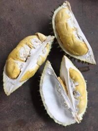 Sỉ sầu riêng hạt 18k, sầu riêng ri6 48k