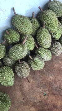 Sỉ sầu riêng hạt và Ri6