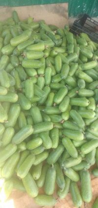 Sỉ sll bí đao xanh, bí da cóc