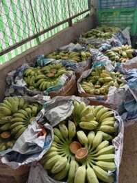 Sỉ sll chuối sáp bao đẹp 15k