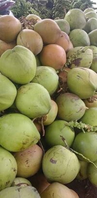 Sỉ sll dừa 140k/chục (12 trái), chuối xiêm (sứ) 12k/kg