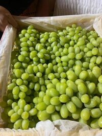 Sỉ sll nho xanh không hạt