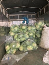 Sỉ sll rau củ mộc châu từ 2.5k (bắp cải, bí non, bí bánh xe, cà tím, củ cải, su su, đậu cô ve….)