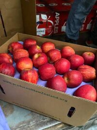 Sỉ táo gala newzealand