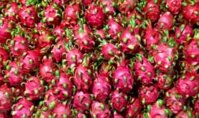 Sỉ thanh long ruột đỏ 9k