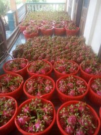 Sỉ thanh long ruột đỏ long an 10k/kg sỉ từ 200kg