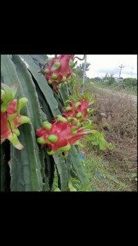 Sỉ thanh long ruột đỏ ninh thuận xô 6k lựa 9k