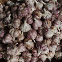 Sỉ tỏi ta nhánh nhỏ 3kg