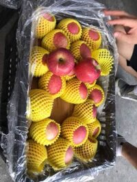 Sỉ trái cây nhập khẩu (táo đá, táo mật, lê, lựu, hồng giòn) hàng sẵn tại tân bình