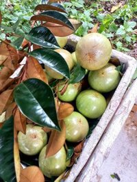 Sỉ vú sữa bơ hồng