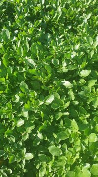 Sỉ xà lách xoong 3k/kg