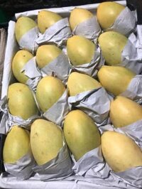 Sỉ xoài keo 12k ổi nữ hoàng 12k bơ booth 13k cam sành 13k cam xoàn 19k bưởi da xanh 20k sỉ từ 30kg kho tại HCM