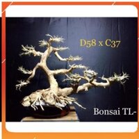 [Siêu Rẻ] [ BonSai ] Gỗ Lũa Thuỷ Sinh D58xC37 dành cho hồ cá cảnh [ Free Ship ] [TS Online37]