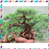 [Siêu Rẻ] Cây bonsai D20xc20 cho bể cá thuỷ sinh