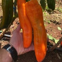 SIÊU RẺ Hạt giống F1 ớt ngọt Palermo - loai ớt ngọt cao cấp nhất hiện tại trên thế giới