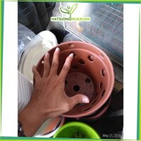 [SIEURE] 5 cái chậu giả đất nung 23cm có dây treo chậu nhựa trồng lan hàng đẹp, phân phối chuyên nghiệp.