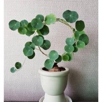 size 7-8cm Củ Bình Vôi Thái