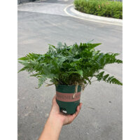 Size lớn Dương Xỉ thân thỏ siêu đẹp