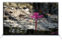 Smart Tivi Asanzo 55 inch 55SK900