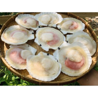 Sò điệp nhật nửa mảnh 1kg❤️GIÁ SỈ❤️ngon bổ dưỡngxng có